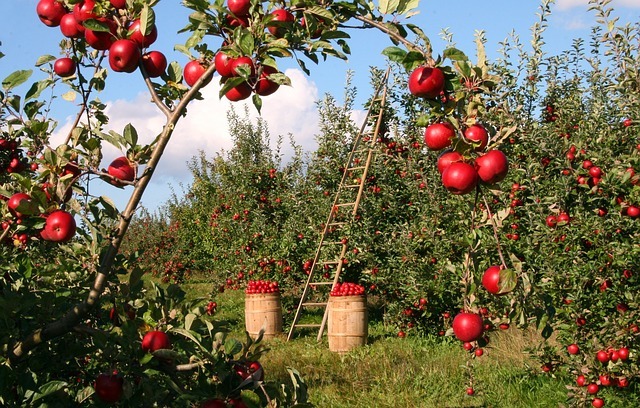 verger de pommes