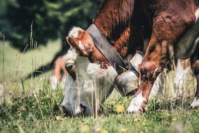 vaches micro ba