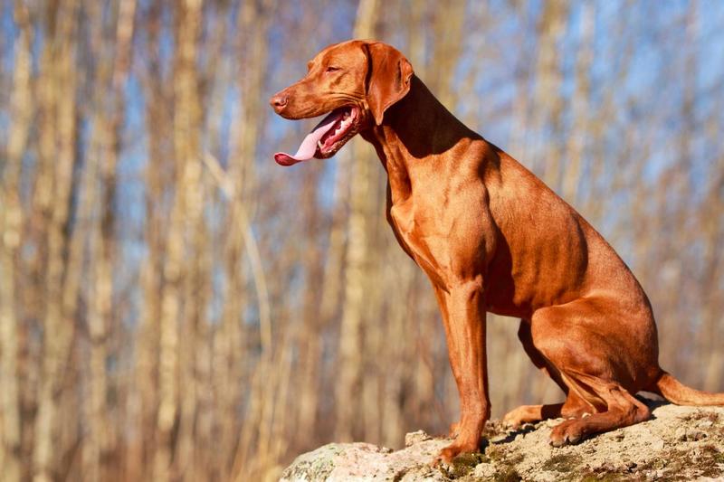 taxe sur les chiens hongrie taxe sur les chiens hongrie