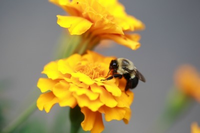 bumblebee bumblebee