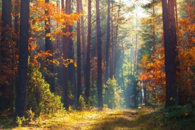 groupement forestier groupement forestier