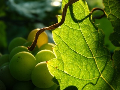 comment investir dans le vin comment investir dans le vin