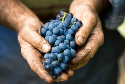 investir dans le vin investir dans le vin