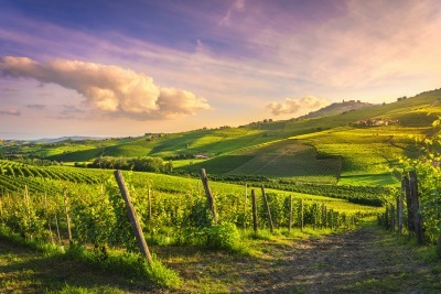 comment investir dans un vignoble comment investir dans un vignoble