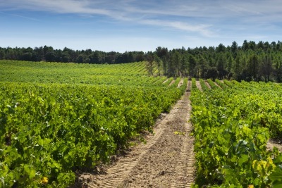 investir groupement foncier viticole investir groupement foncier viticole